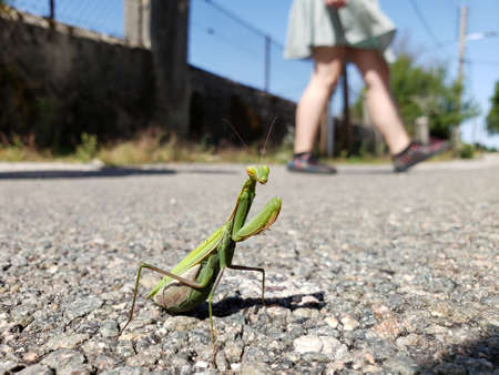 praying mantis on sidewalkの写真素材