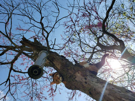 calico cat in tree near bird feederの写真素材