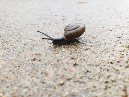 snail crawling on wet sidewalkの写真素材