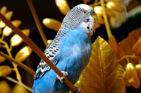 The Blue wavy parrot sits in golden branch.