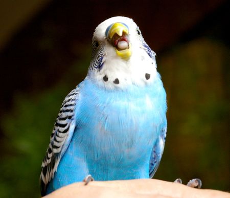 The Blue wavy parrot sits on hand.の写真素材
