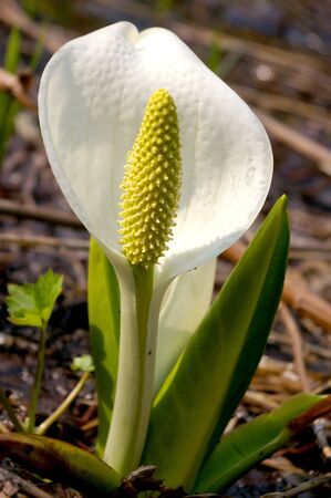 The Marsh flower.The Flower, which grows on marsh by early springtime.の写真素材