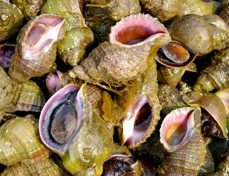 The Shellfish-trumpeter.