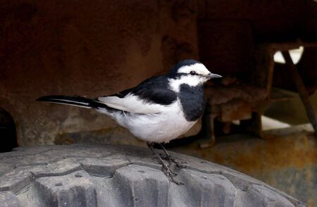 The Small bird sits on travell about .の写真素材