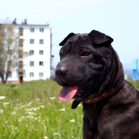 The Puppy of the sort black sharpey.の写真素材