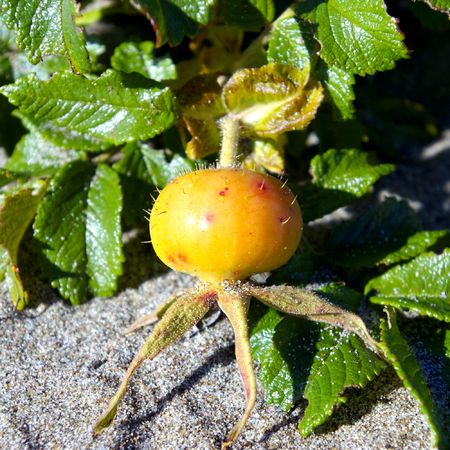 The Wild rose.The Fruit of  wild rose, yellow, prickly with thorn.の写真素材