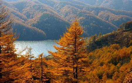 The Autumn larches and lake.の写真素材
