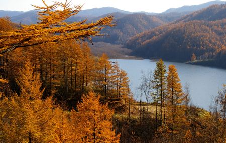 The Autumn larches and lake.
