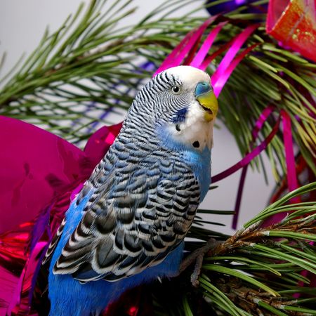 Blue parrot on fir tree, Christmas.の写真素材