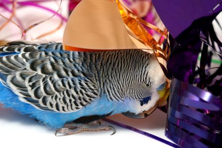 Blue wavy parrot plays with varicolored tinsel. White background.