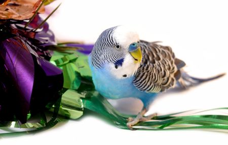 Blue wavy parrot plays with varicolored tinsel. White background.