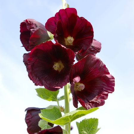 Flower mallow bordeaux.の写真素材