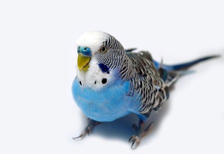 Blue wavy parrot on light backgroundの写真素材