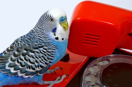 Blue wavy parrot and red telephone