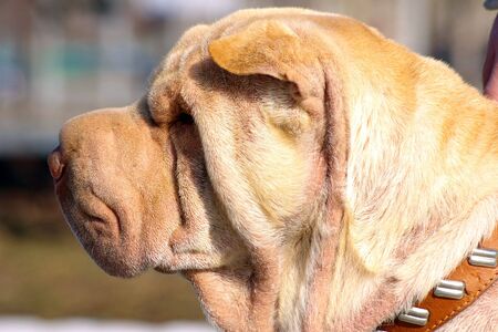 Shar-peyの写真素材