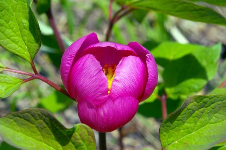 Peony wild sakhalinskiyの写真素材