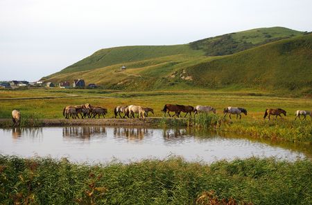 Herd of the horses goes along lake at night  の写真素材