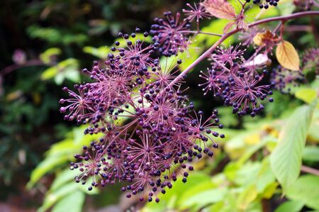 small violet berries  の写真素材