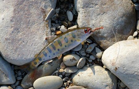 Fish on hook