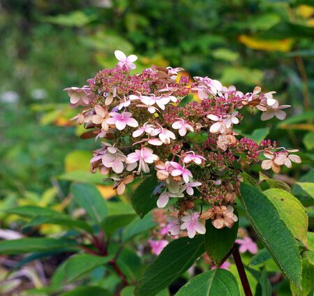Hydrangea curilskaya  