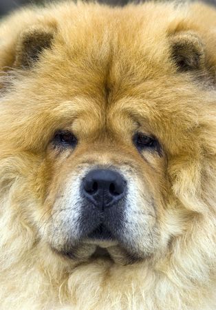 Chow-chow の写真素材
