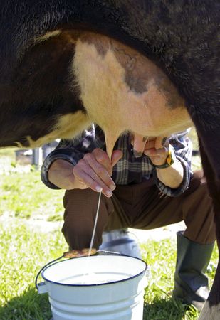 Milking of a cowの写真素材