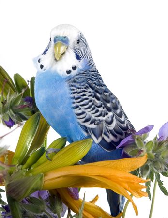 blue wavy parrot sits on a flower (isolated on a white background)  parrot sits on a flower  の写真素材