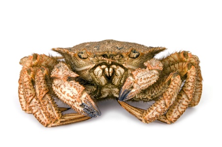 Crab hairy Far East on  white background    の写真素材