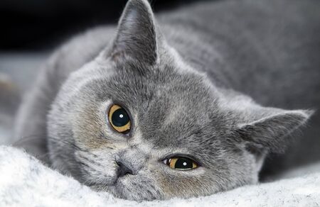 Portrait  cat of breed  British short-haired    の写真素材