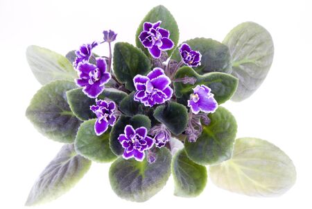 Decorative room flower  violetの写真素材