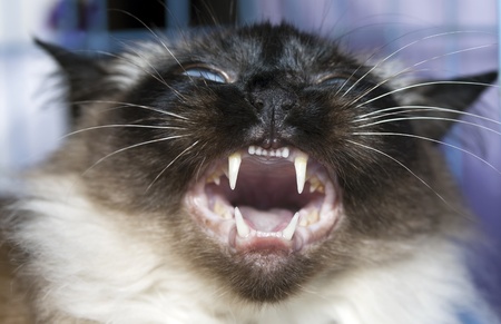  Mouth of  Thai cat    の写真素材