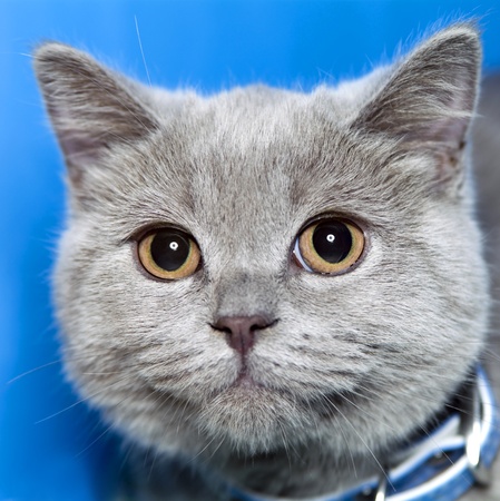 Kitten of breed the Scottish lop-eared