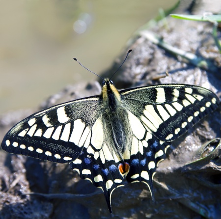 Butterfly Papilio machaonの写真素材