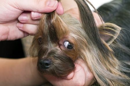 Dog  breed  Jorkshirsky terrier in hands of the hairdresserの写真素材