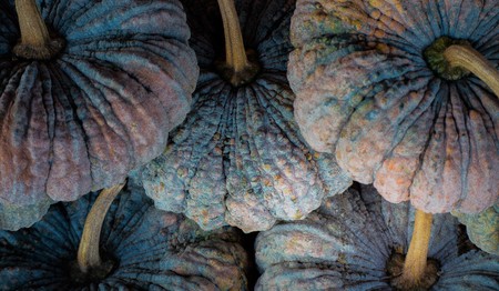 Fresh pumpkins in an orderly from vegetable gardenの写真素材