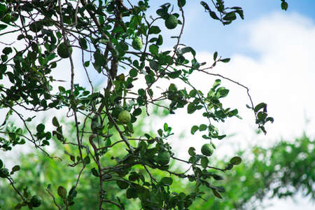 kaffir lime,Fresh kaffir  from vegetable garden