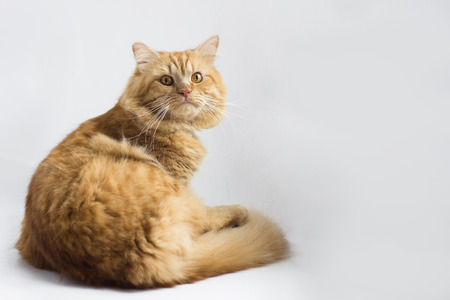 Cute brown cat pet sitting isolated, adorable kitten looking at camera. furry mammal isolated on white backgroundの写真素材