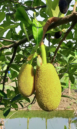 Photo of an original jackfruit from southeast Asia
