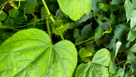 A picture of a passion fruit growing in a gardenの写真素材