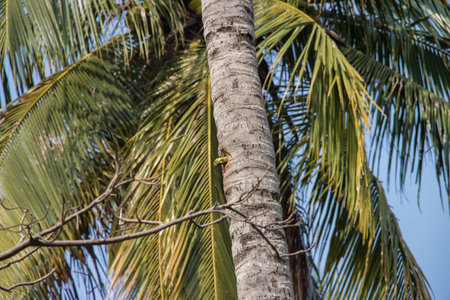 Parrot couple in tree trunk, Sri Lankaの写真素材
