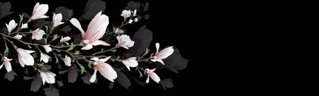 realistic flower, Magnolia branch isolated on black background. Magnolia branch-a symbol of spring, summer, femininity in the style of realism. 3d, three-dimensional red flower in a minimalist style. background for web, invitation.  Widescreenのイラスト素材