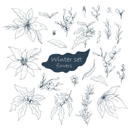hand drawn set, isolated flowers on white background. realistic, monochrome doodles. modern flowers (poinsettia, white mistletoe, Holly), elements for floral design of the winter season.のイラスト素材