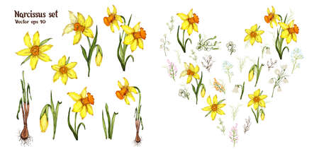 Narcissus spring set. flower arrangement, hand-drawn doodles, realistic modern color sets. bouquets, decor elements, Wallpaper, paper, ideas, cards, invitations.のイラスト素材