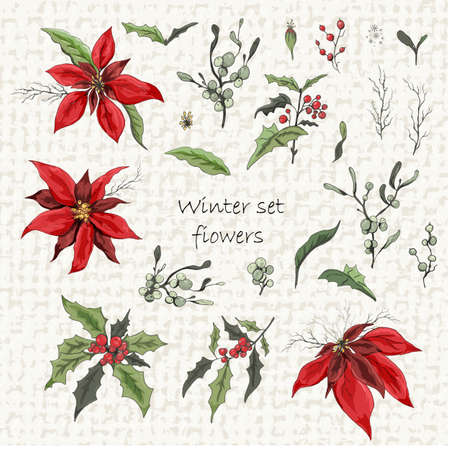 Set of winter flowers (poinsettia, white mistletoe, Holly) isolated on a white background. realistic hand-drawn doodles, colorful ornaments, decorations for seasonal cards, posters, advertising. Vintage styleのイラスト素材