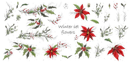 A set of winter flowers (poinsettia, white mistletoe, Holly) isolated on a white background. realistic hand-drawn bouquets, colorful ornaments, decorations for seasonal cards, posters, advertising. Vintage styleのイラスト素材