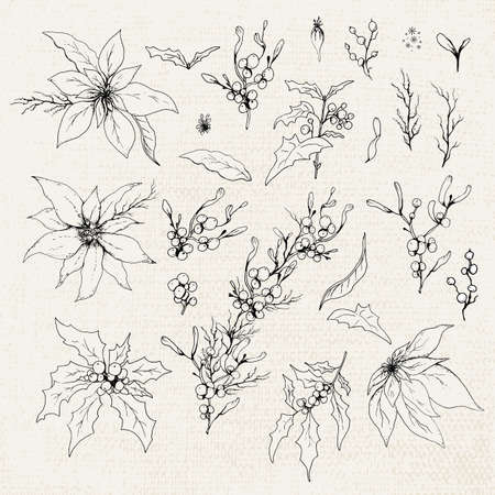 A set of insulated winter flowers (poinsettias, mistletoe, Holly). realistic branches drawn by hand in vintage style. monochrome elements, decorations for seasonal greeting cards, posters, advertising. vector illustration.のイラスト素材