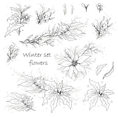 A set of winter flowers (poinsettia, white mistletoe, Holly) isolated on a white background. realistic hand drawn monochrome bouquets. for decoration of seasonal cards, posters, advertising. Vintage styleのイラスト素材