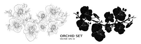 Orchid-tropical symbol of love, holiday. Floral Botanical flower isolated on white background. monochrome, black, white object. decor, Wallpaper with exotic branches leaves for design, advertising.のイラスト素材