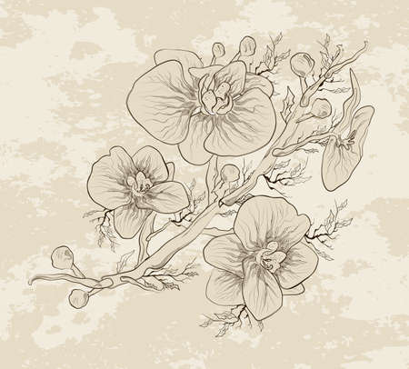 Vector of orchids. Floral botanical of isolated flower. of tropical, exotic branches for print, art decor in a minimalist style. exotic hand-drawn sketch, element. vintage styleのイラスト素材