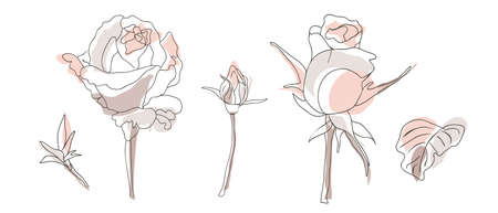 a modern decorative set of flowers of roses. hand, isolated elements on a white background. vector illustration for print, paper, your ideas. art lineのイラスト素材